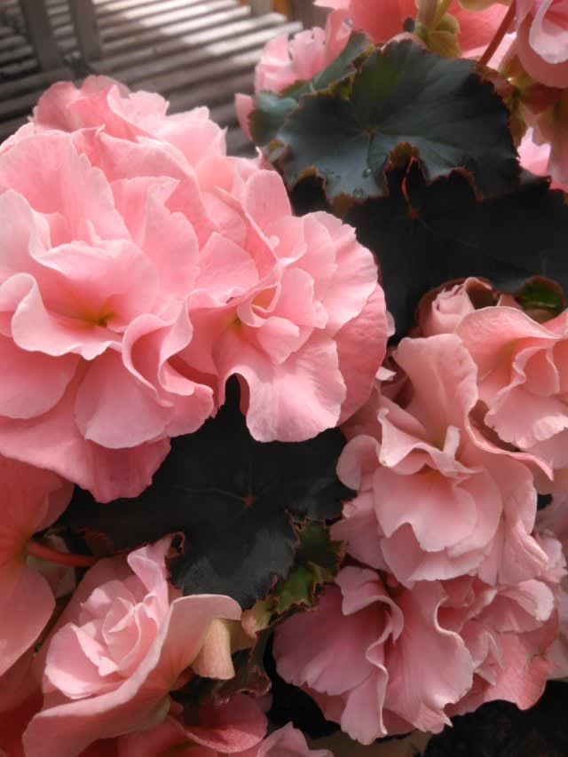 珍しい八重咲きピンクリーガースベゴニア クレマチスの季節シマシマピンク Nae 苗 多肉ガーデン ブログ