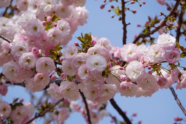 春の花:八重桜 - 田舎へ行ってご/見てご! 春の花:八重桜 - 田舎へ行ってご/見てご!