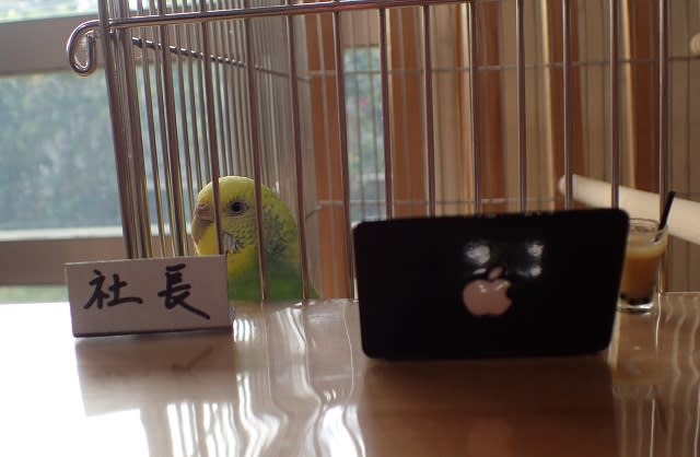 インコ社長のお店でインコシーサーを購入 年阪神タイガース沖縄キャンプ２ 鳥バカ日記