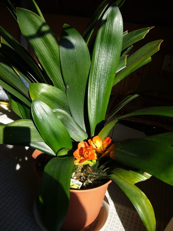 P1070970_2 P1070970_2