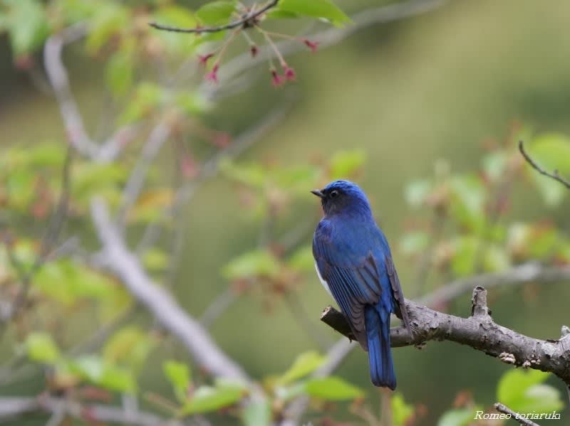 オオルリ 幸せの青い鳥は近くに 気楽にとり 鳥 撮り 歩き