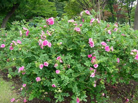 十六夜の薔薇 ｇｏｒｏ ｓ 花 ｄｉａｒｙ