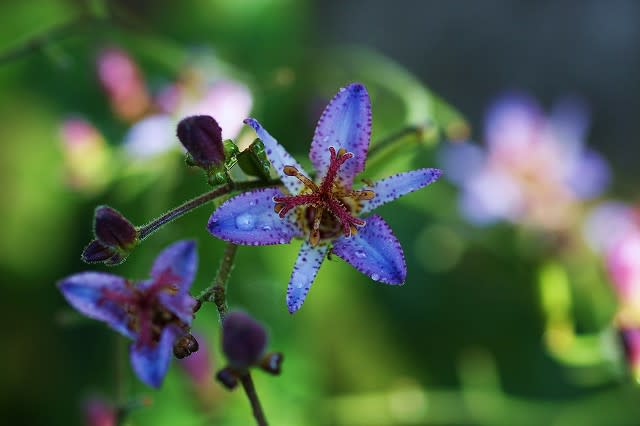 青いホトトギスの花