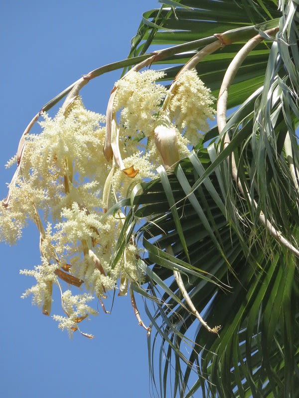椰子の花 ワシントン椰子 とヌバタマの花 16 ７月７日 ベゴさんのロッキング