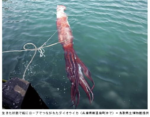 頭上泳ぐダイオウイカ 素潜り漁師が生け捕り ダイオウイカ 相次ぎ発見 なぜ厳寒の日本海に現われる 日本は大丈夫