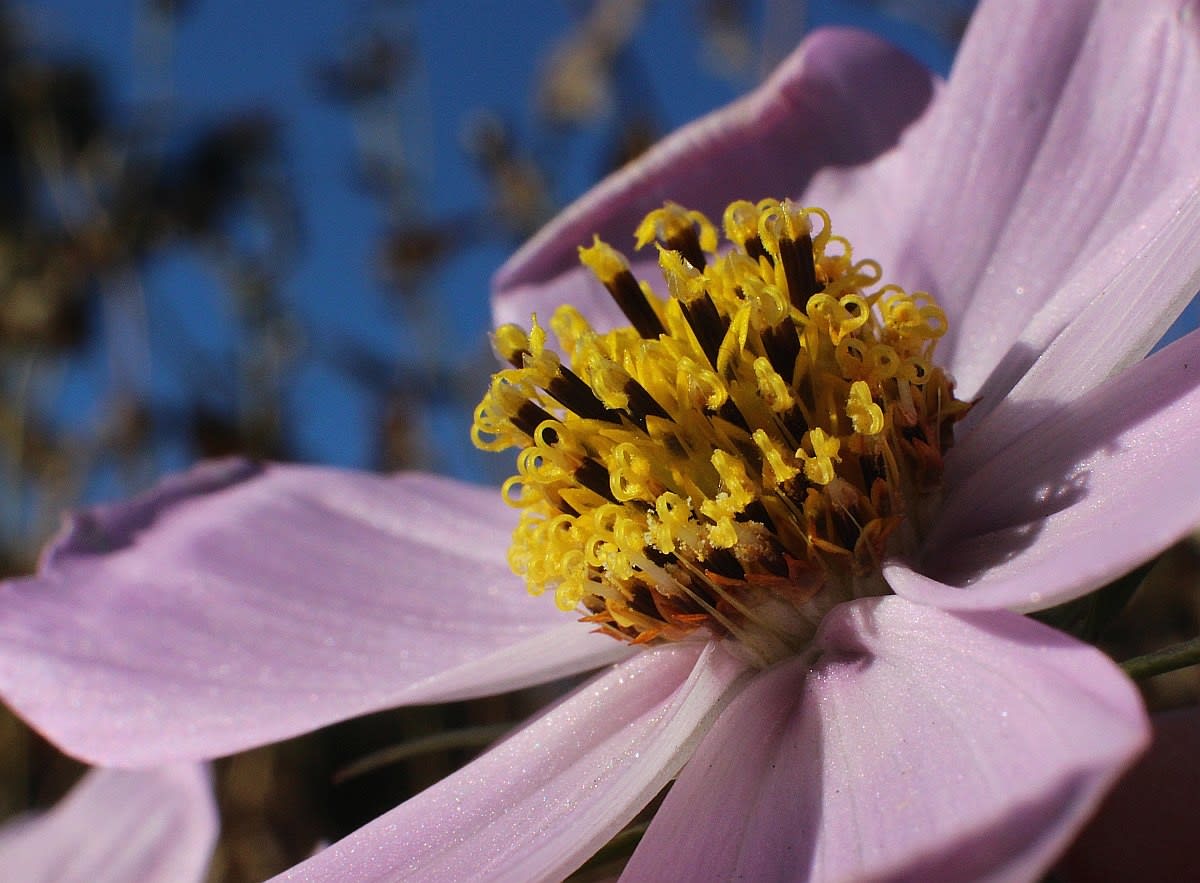 コスモス キク科の花 アブリル どこにでもあり どこにもない