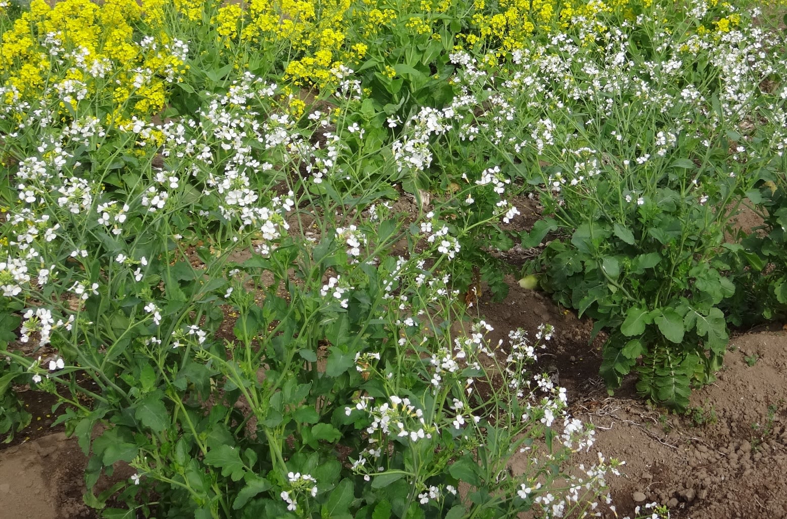 大根の白い花 Minoruの庭