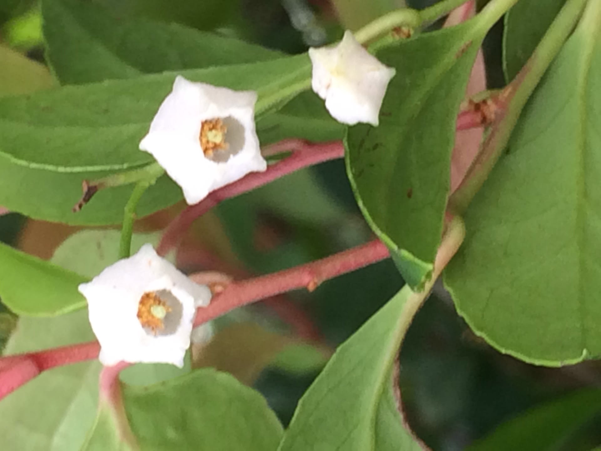 ツツジ科スノキ属の花 下向きに咲く小さな花 写真と短い文章 ２