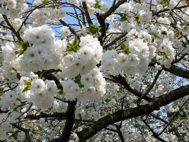 桜園にはマシュマロのような形の八重桜が