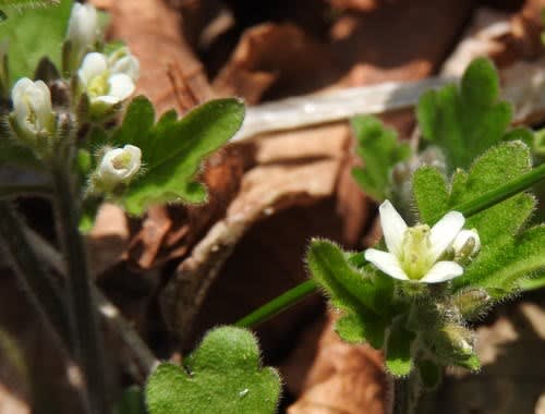 高ボッチ高原・鉢伏山で最近咲いている花　マルバコンロンソウ（丸葉崑崙草）