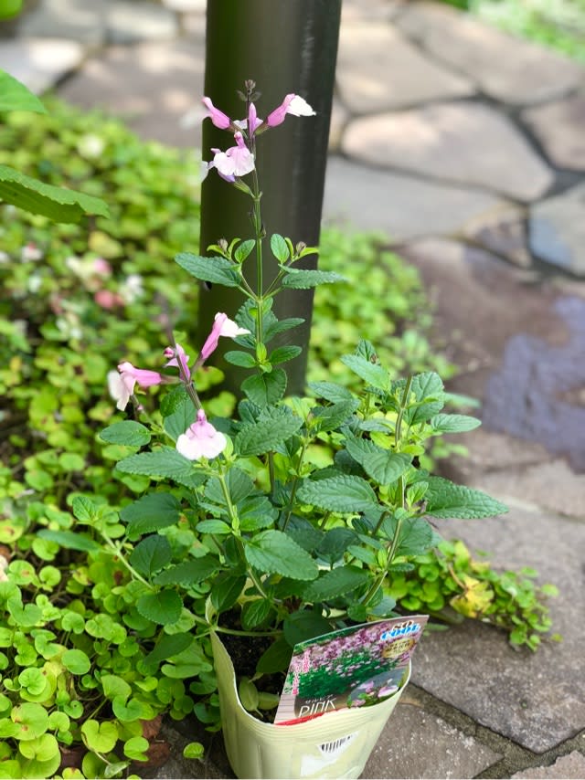 苗を買いました サルビアソークールピンクと斑入り子持ち蓮華 雑木と宿根草とクレマチスの小さな庭づくり