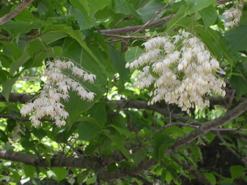 今年５月３１日の花・この花に会いたくて