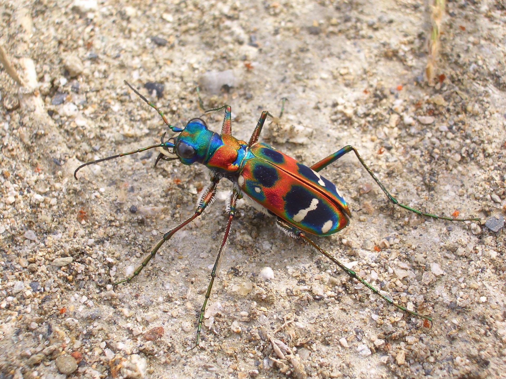 ナミハンミョウ むしとり