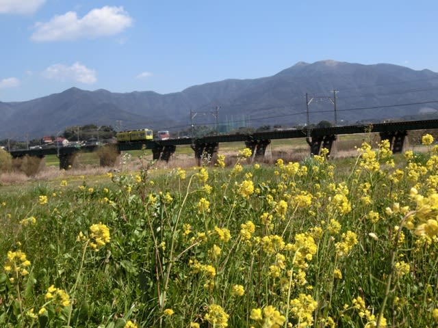 遠賀川早春の風景 菜の花 続編 ３月１２日 私の直方の風景
