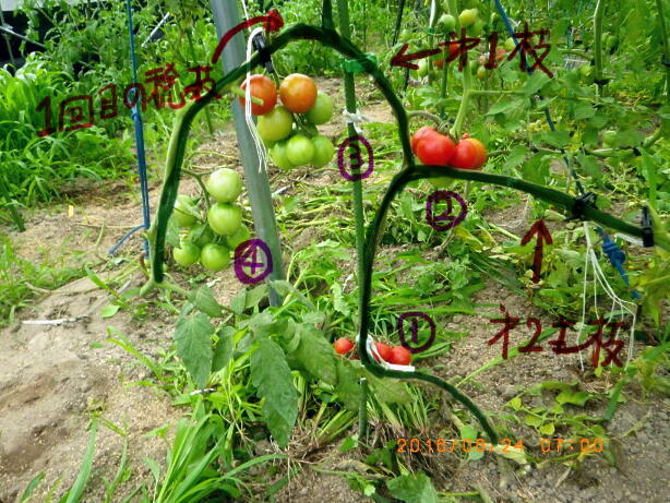 トマトの連続摘芯法 ２度めの捻枝 畑 野菜の記録