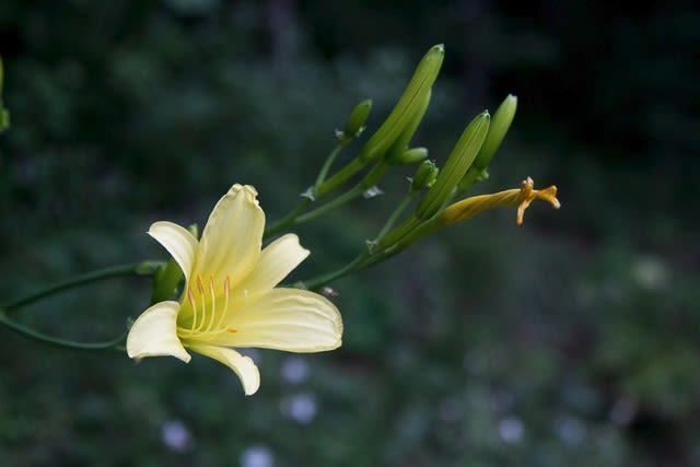 夕方から咲くレモン色の花 ユウスゲ フルートおじさんの八ヶ岳日記