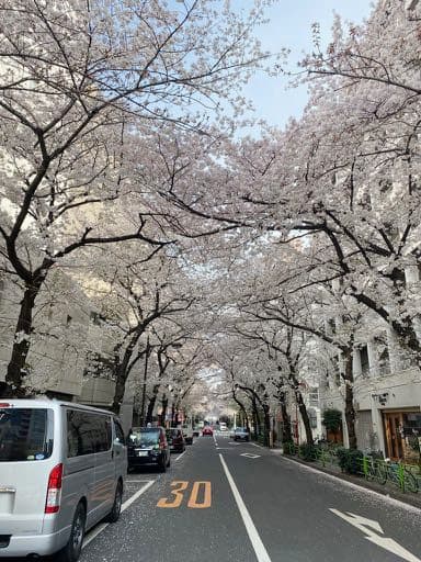 お花見散歩 21春 日本橋あたりウロウロ 晴れときどき サボリ気分 お花見散歩 21春 日本橋あたりウロウロ 晴れときどき サボリ気分