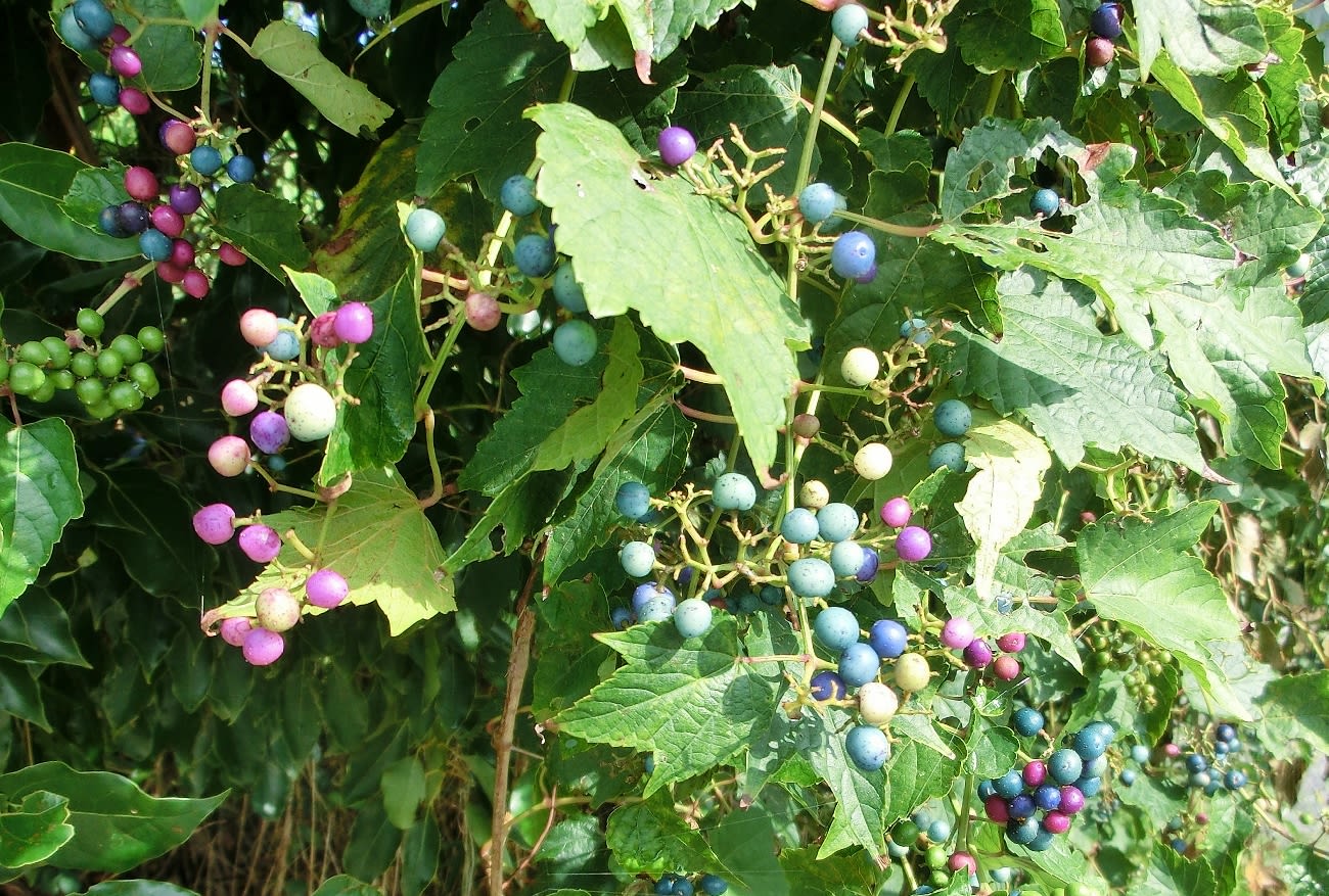 ノブドウ 野葡萄 ブドウ科 ひげ爺さんのお散歩日記 ノブドウ 野葡萄 ブドウ科 ひげ爺さんのお散歩日記
