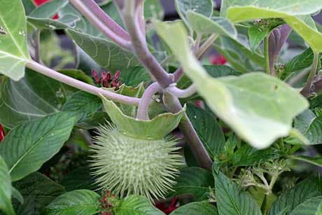 チョウセンアサガオのイガイガな実 よちよち歩きのたわごと