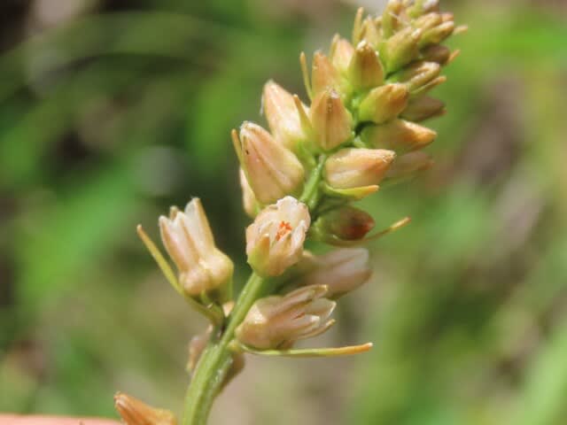 高ボッチ高原・鉢伏山で最近咲いている花　ネバリノギラン（粘り芒蘭）
