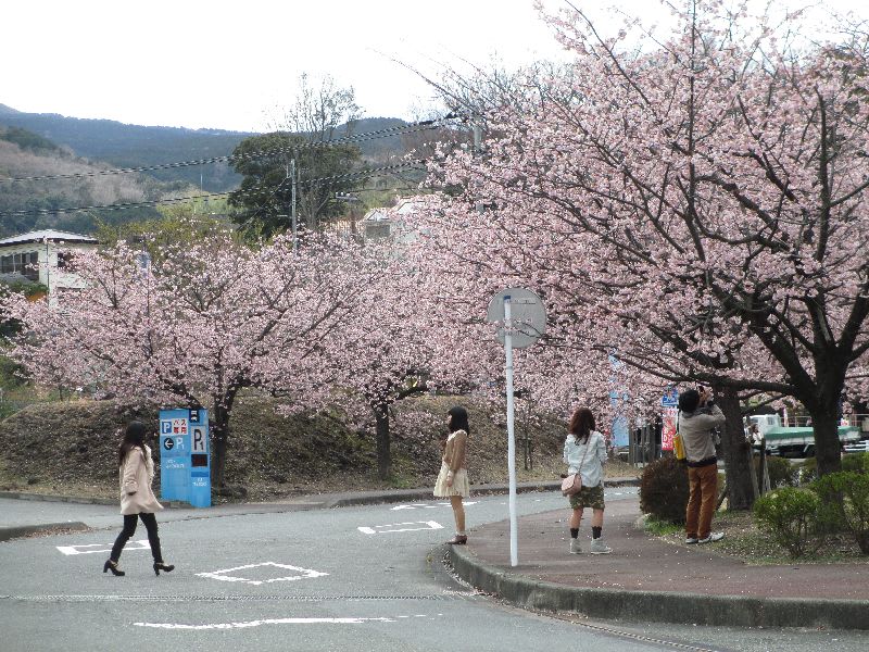 伊豆高原駅前の おおかん桜 は今週満開です しいたけの伊豆高原情報と放浪旅