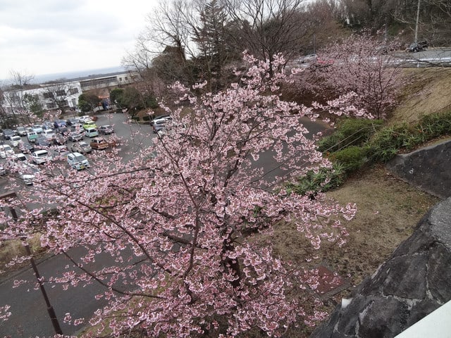 伊豆高原駅前ではおおかん桜が満開です しいたけの伊豆高原情報と放浪旅
