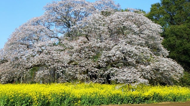 ヤマザクラ