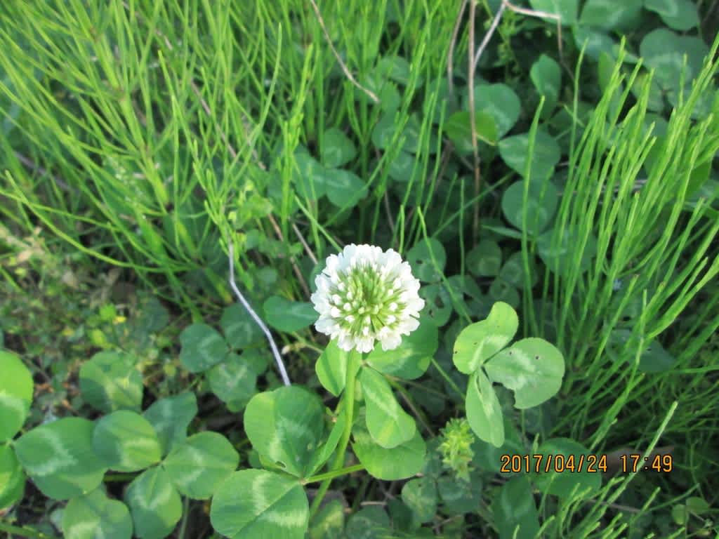 小次郎と春の草花4 シロツメクサ 白詰草 こたじろうのブログ 太郎 初代 小太郎 二代 次郎 三代 小次郎 四代 ー 小次郎と春の草花4 シロツメクサ 白詰草 こたじろうのブログ 太郎 初代 小太郎 二代 次郎 三代 小次郎 四代 ー