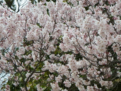 松本城本丸庭園内のヒガンザクラ