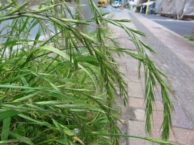 カラスムギ