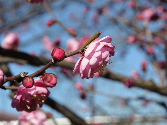 ウメ（八重寒紅）