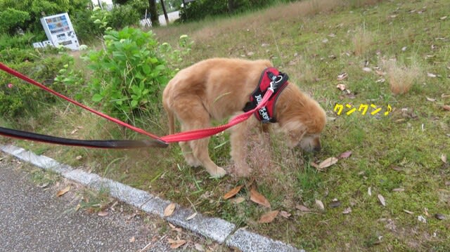 カンタの人生 犬生 の半分は闘病生活 ゴールデンレトリバー カンタとの日々 Part2 カンタの人生 犬生 の半分は闘病生活 ゴールデンレトリバー カンタとの日々 Part2