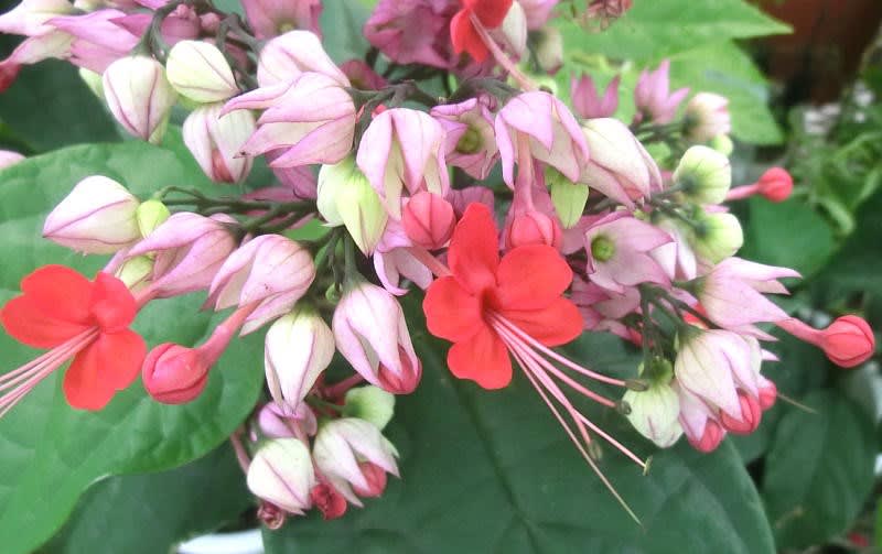 ベニゲンペイカズラの花は ブーケ