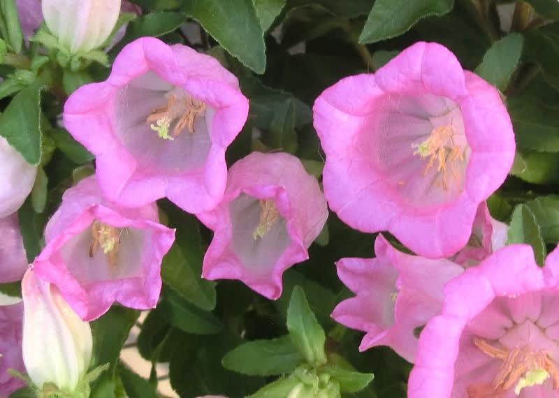 カンパニュラ シャンデリアの花は ブーケ