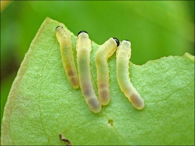 襲われたトガリハチガタハバチの幼虫 自然となかよしおじさんの ごった煮記