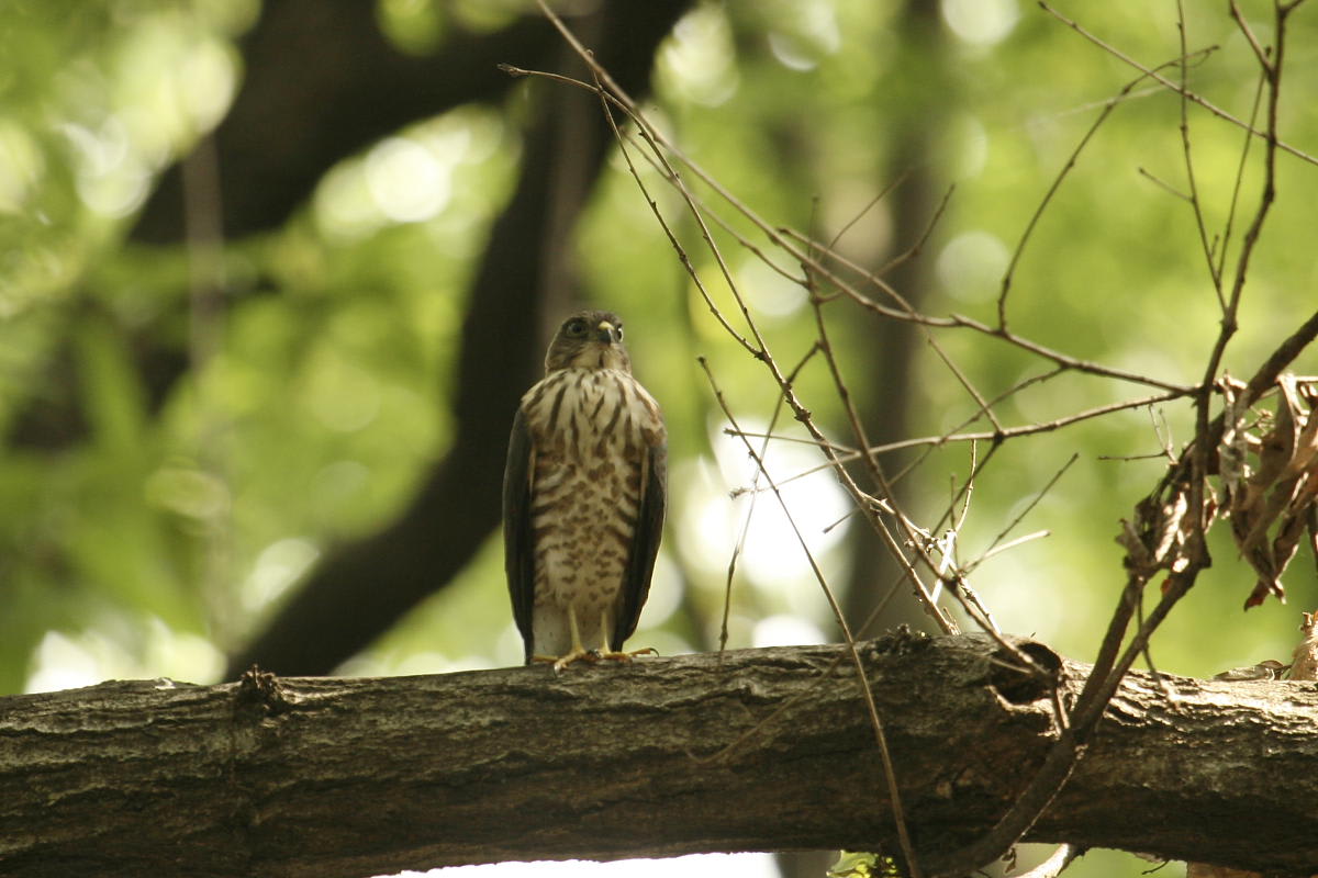 ツミの若鳥 自然の中の1枚