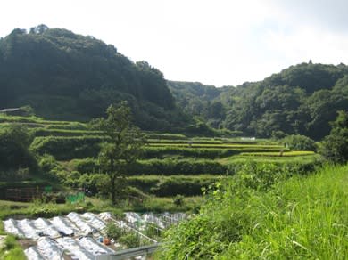⑥棚田