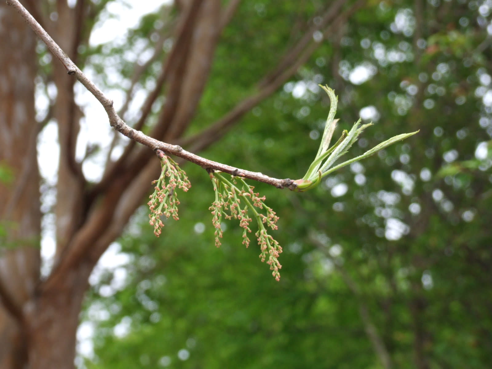 カイノキ 楷樹 季節の花