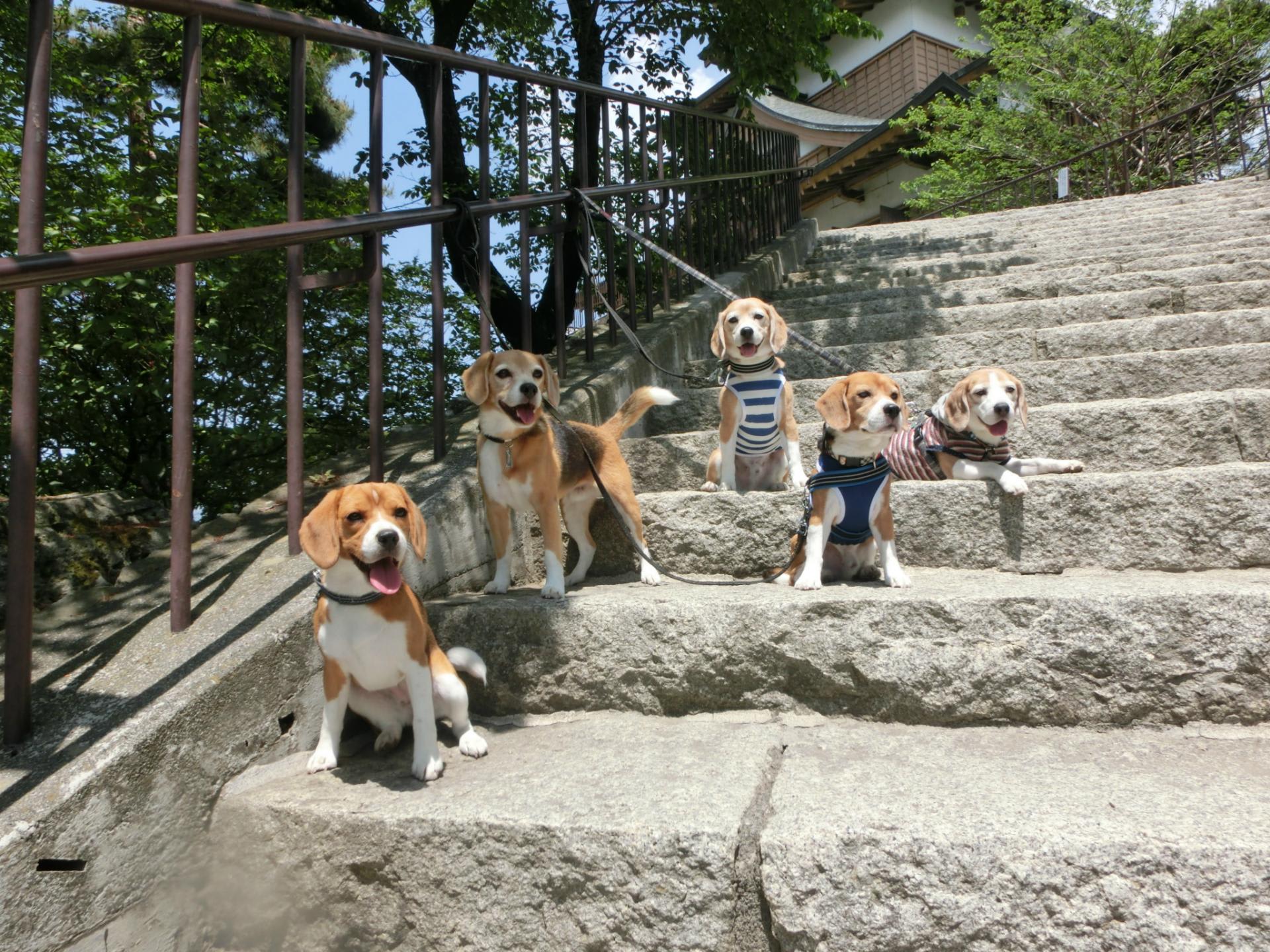 わんぱく誕生日旅行14その1 ビーグル犬runrunの湘南ライフ