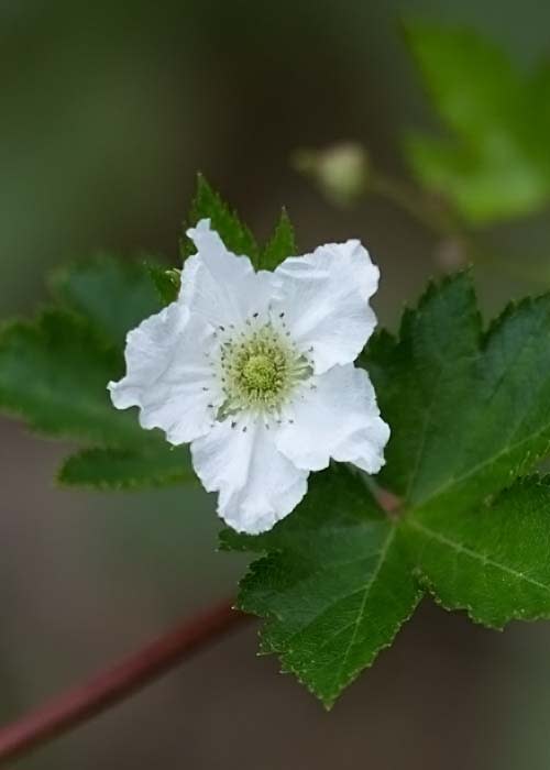 木苺の花 その日その時 写真で見る歳時記