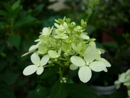 ノリウツギ ライムライト 花 うらら