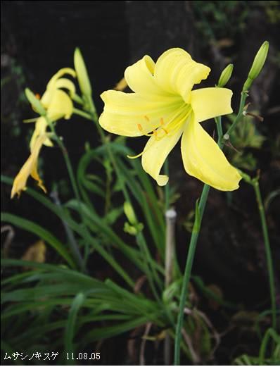 ムサシノキスゲ 涼しげな花だ属名を考えると熱くなる 里山コスモスブログ ムサシノキスゲ 涼しげな花だ属名を考えると熱くなる 里山コスモスブログ