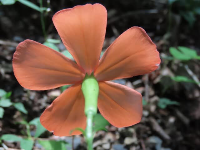 高ボッチ高原・鉢伏山の植物　フシグロセンノウ（節黒仙翁）