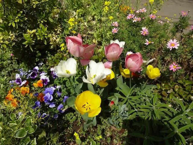 春の花壇の記録３月 ４月 百花ねっと便り