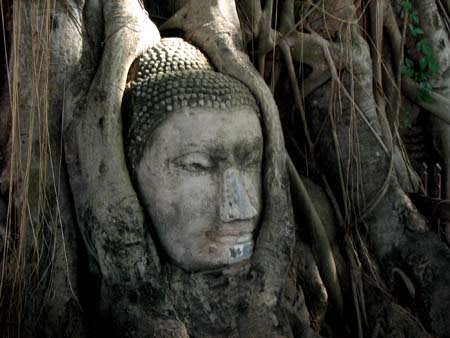 Wat Mahathat仏頭　偶然埋まってしまったのか？