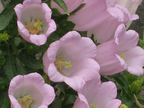 カンパニュラ ピンク 花との出会いで癒されています カンパニュラ ピンク 花との出会いで癒されています
