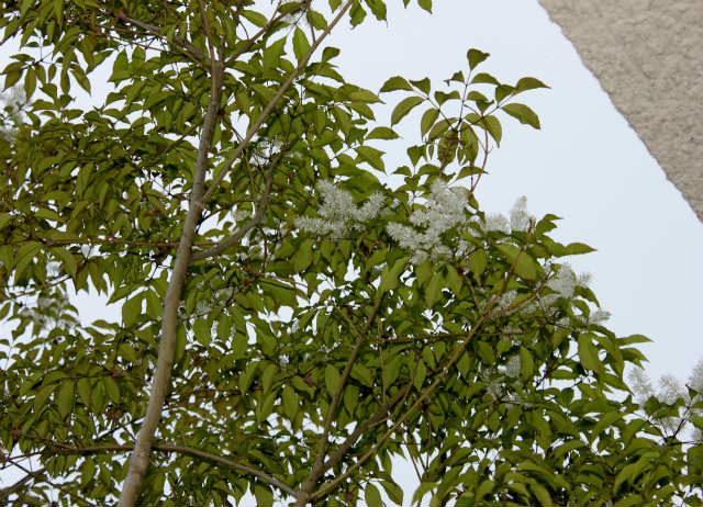 シンボルツリーのアオダモに貴重な花が咲く Y Racing