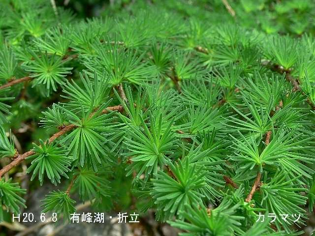 カラマツ 唐松 越中富山いろいろ紹介