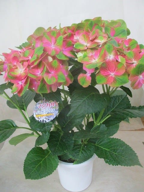 グリーンファイヤー紫陽花５寸鉢を入荷致しました プレゼント用 神奈川県 茅ケ崎市の花屋 さんこう生花店 のgooブログ