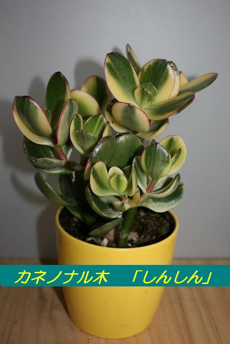 多肉植物その後Ⅵ　カネノナル木の画像